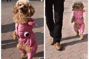 Pudel bez przedniej łapy nauczył się chodzić jak człowiek